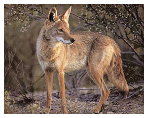 San Diego Coyote Removal