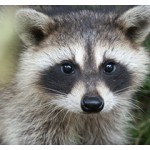 raccoon in attic