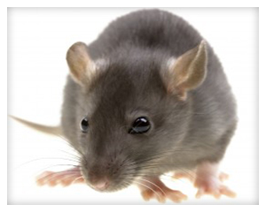 Rat Removal Rancho Sante Fe