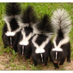 skunks