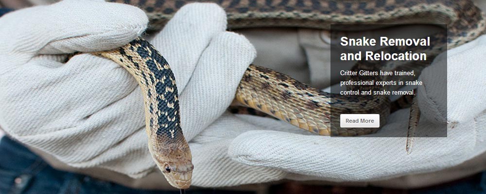 San Diego Snake Removal and Relocation