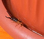 Earwigs San Diego