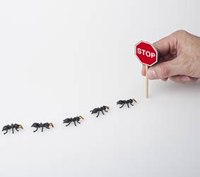Ant Removal San Diego