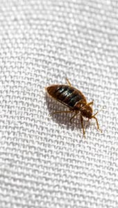 Bed Bugs San Diego