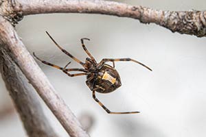 Brown Widow Spider Removal San Diego