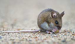 Mice Control San Diego