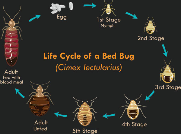 San Diego Bed Bug Lifecycle