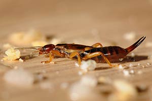 San Diego Earwig Removal