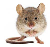 San Diego House Mouse Control