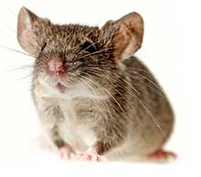 San Diego Mice Removal