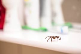 Spider Removal San Diego