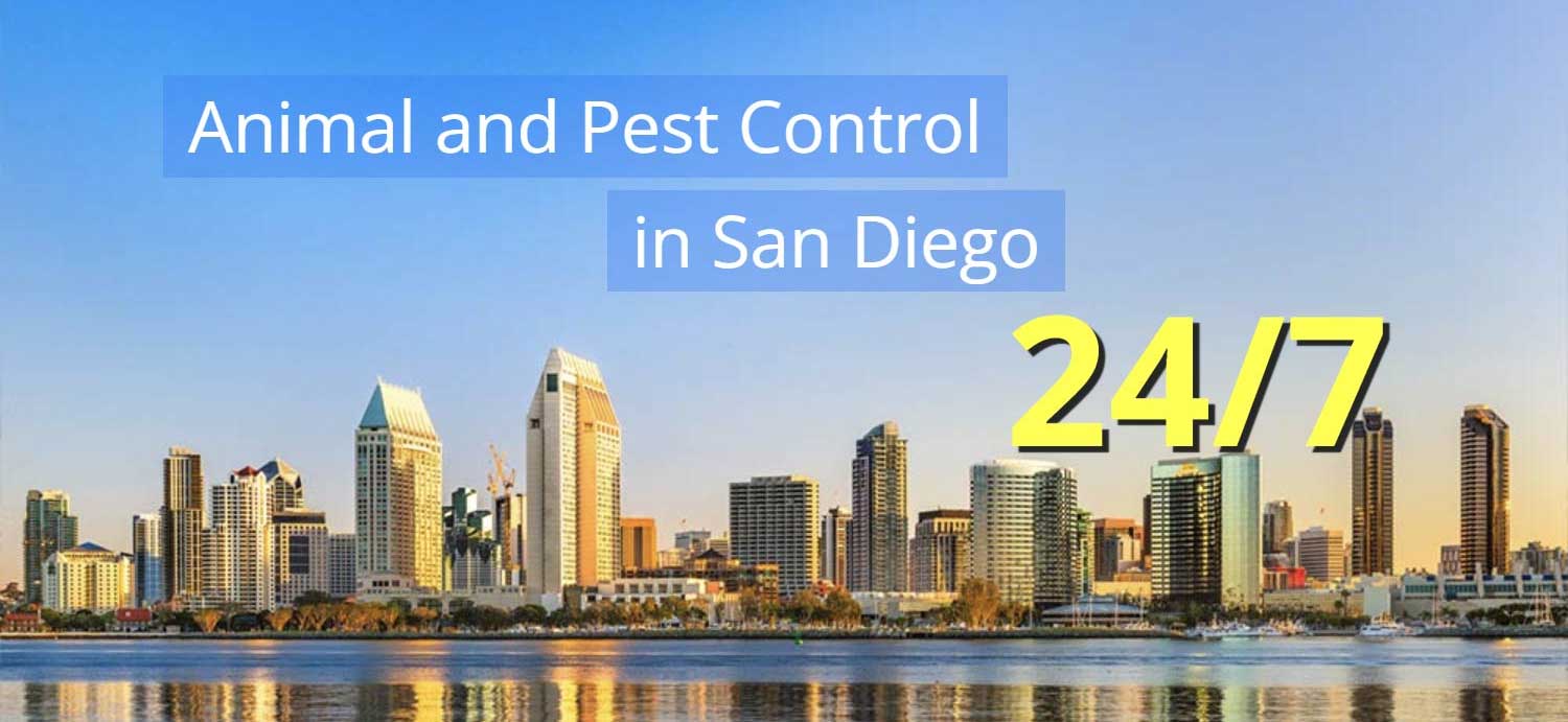 Pest Animal Control Removal San Diego