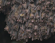 San Diego Bat Colony