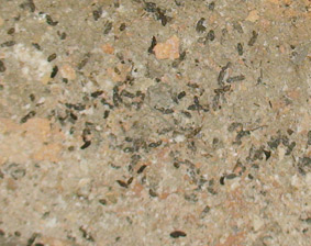 Bat Droppings San Diego