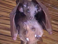 San Diego Bat Mother and Baby