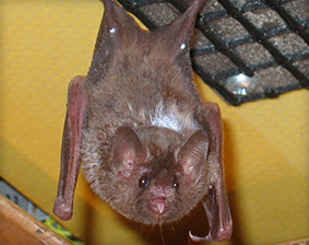 Bat Removal San Diego
