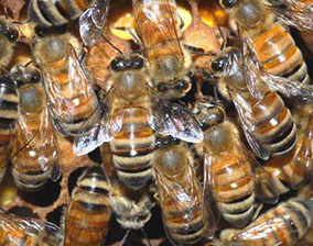 Bee Removal San Diego