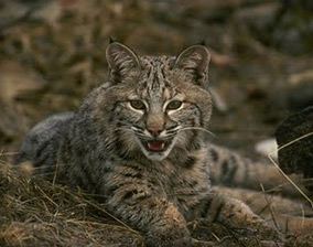 Bobcat Removal San Diego | Critter Gitters Animal Control