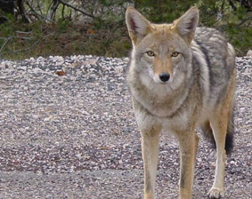 Coyote Removal San Diego