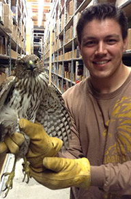 Baby Falcon