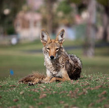 Coyote Removal Services San Diego