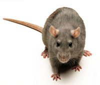 Rat Removal San Diego