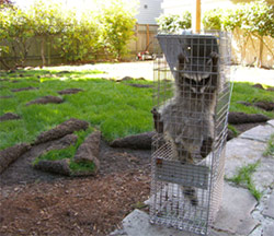 San Diego Raccoon Captured Sod