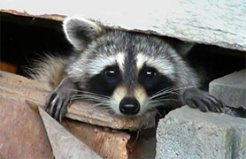 Raccoon Under San Diego House