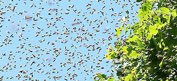 San Diego Bee Swarm