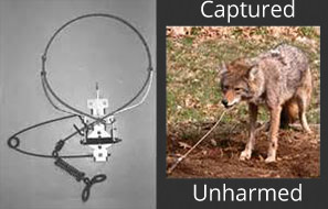 San Diego Coyote Removal