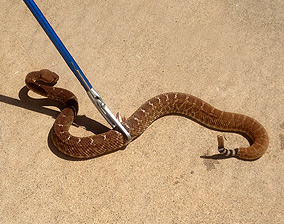 San Diego Snake Removal