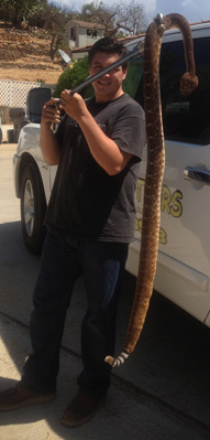 Snake Removal San Diego