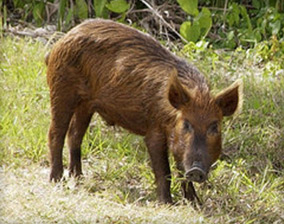 Wild Hog Removal San Diego